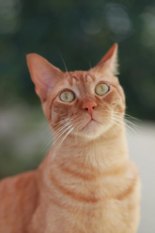 an orange cat with green eyes is standing in front of a blurry background