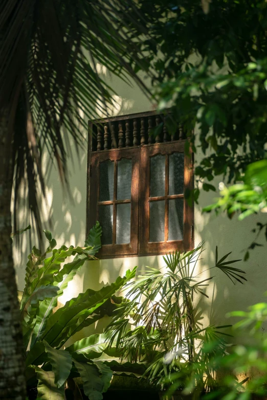 green plant in front of building with closed wooden window