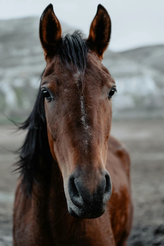 a brown horse with dark hair is standing in the snow