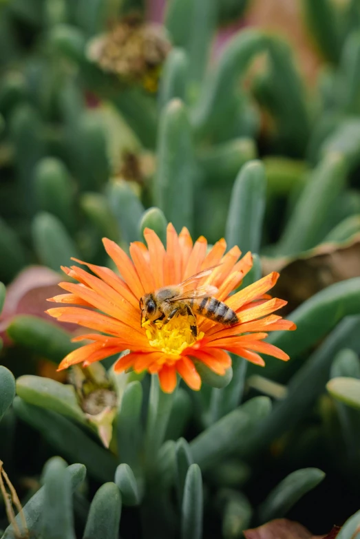 a close up of a small flower near some vegetation