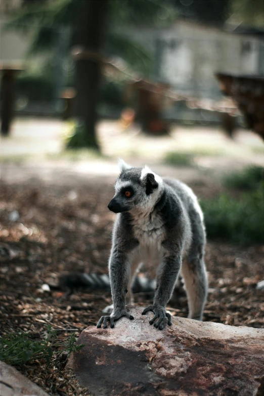 a ring - tailed lemura is standing on a rock