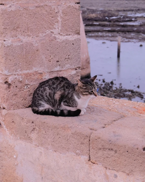 a cat sitting on top of a rock wall