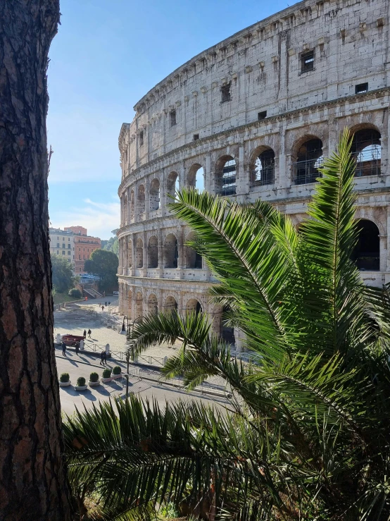 the ruins of a roman collosse overlooks an olive tree