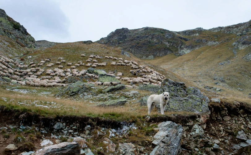 a sheep grazing on a hill in the mountains