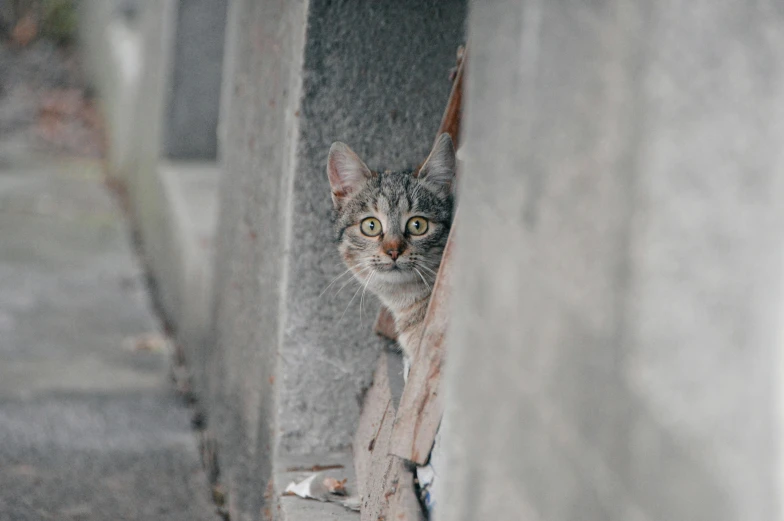 a grey cat peeking out of an underpass