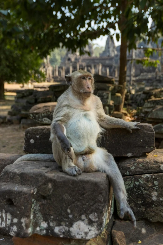 a monkey sitting on a rock in a line of ruins