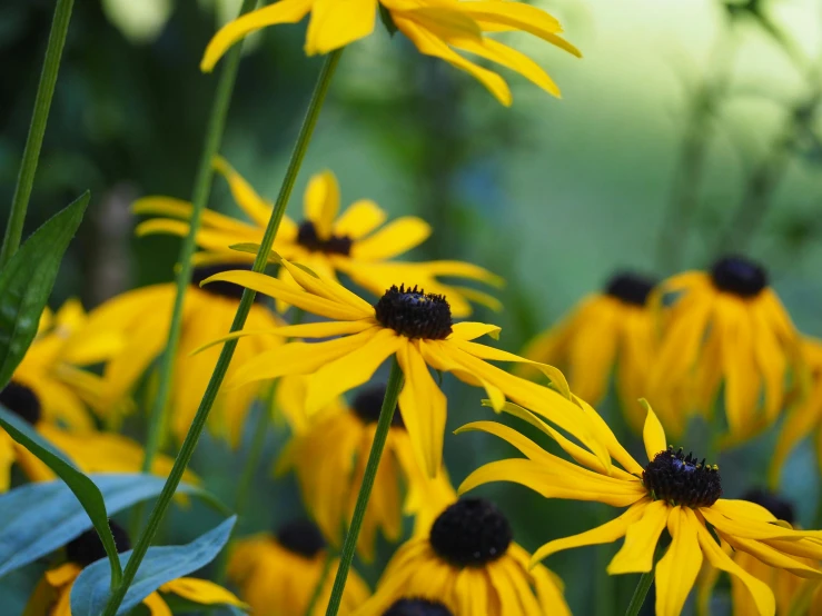 several flowers are growing close to each other