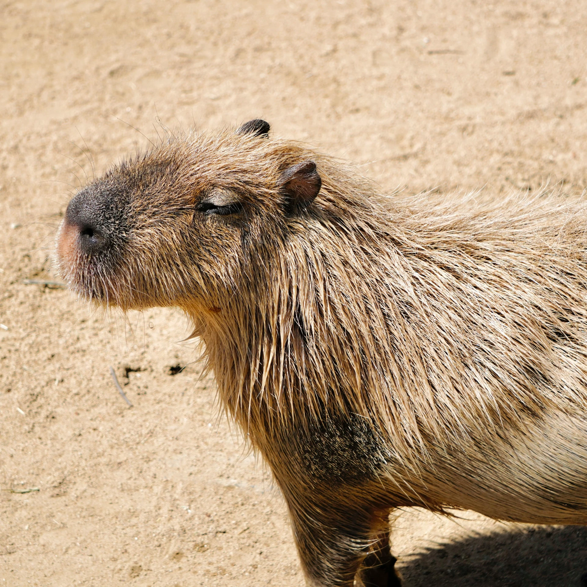 a close up of a capybara on sand