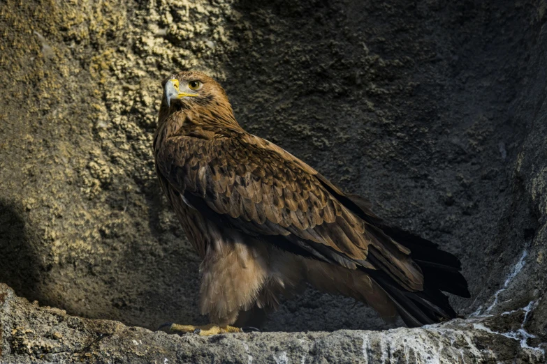 a large bird of prey sitting next to a wall