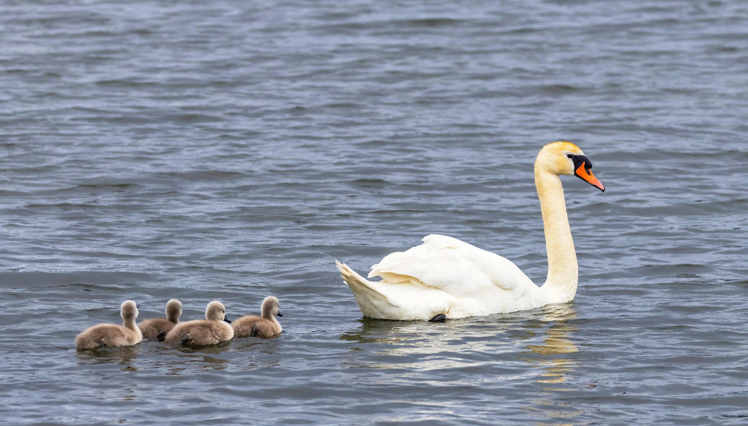 a mother swan is swimming with three baby ducks