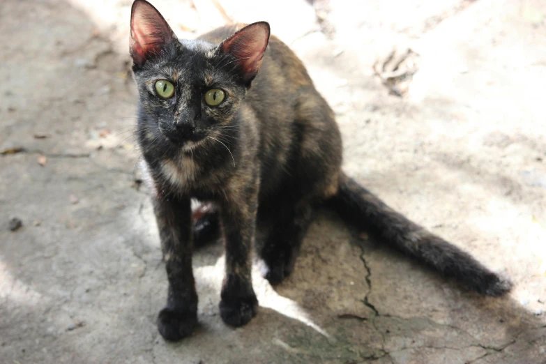 an image of a black cat looking at camera