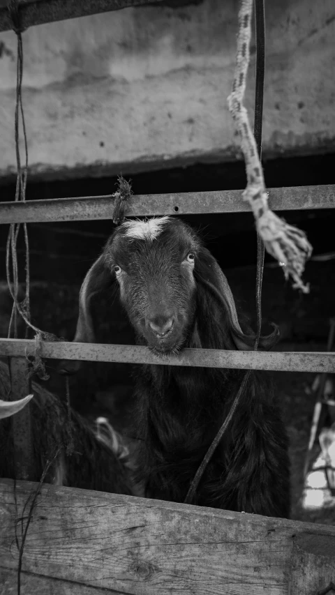 a baby goat is looking through the wooden bars