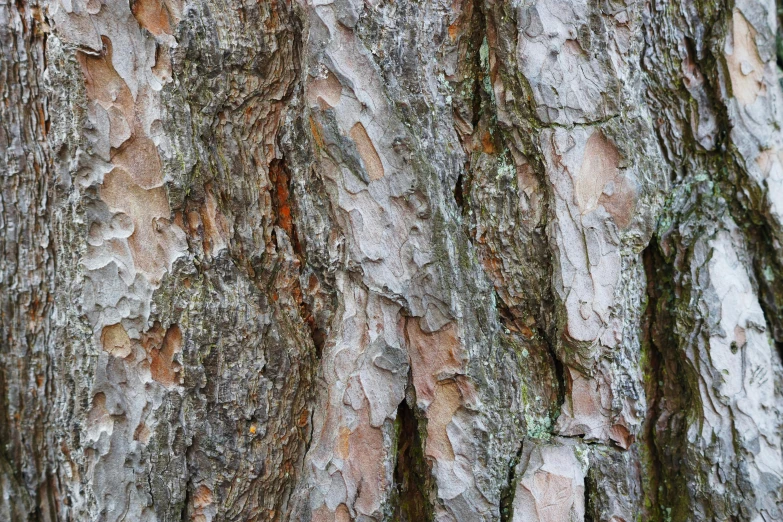 close up of some tree bark with no leaves