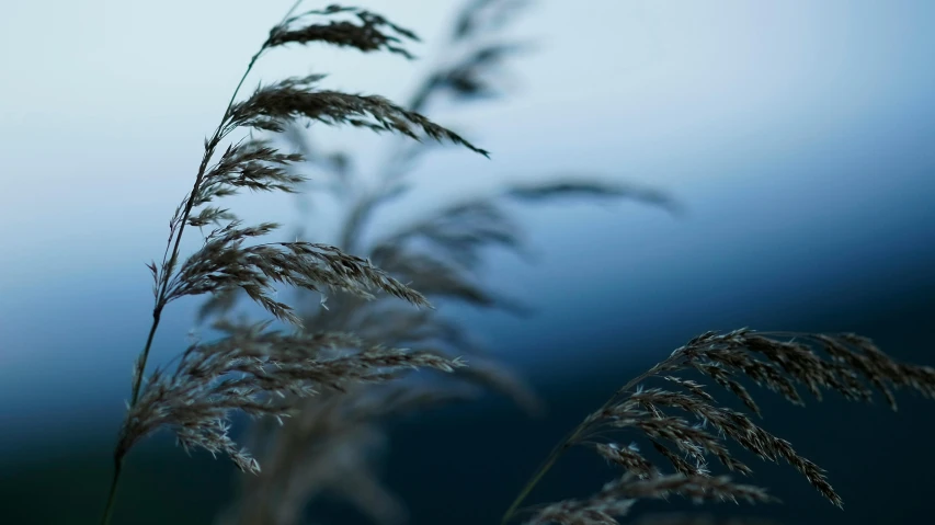 the grass in the foreground is almost ready to bloom