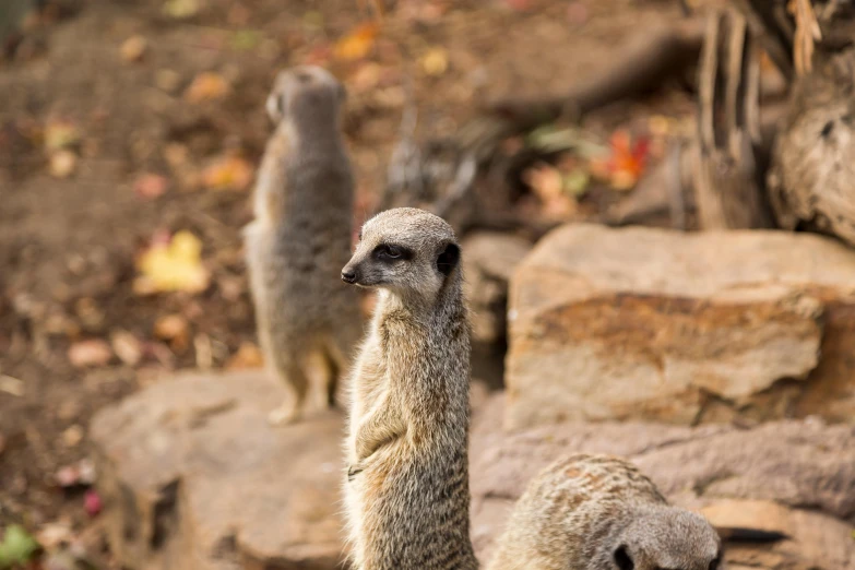 the meerkats are standing near one another on some rocks