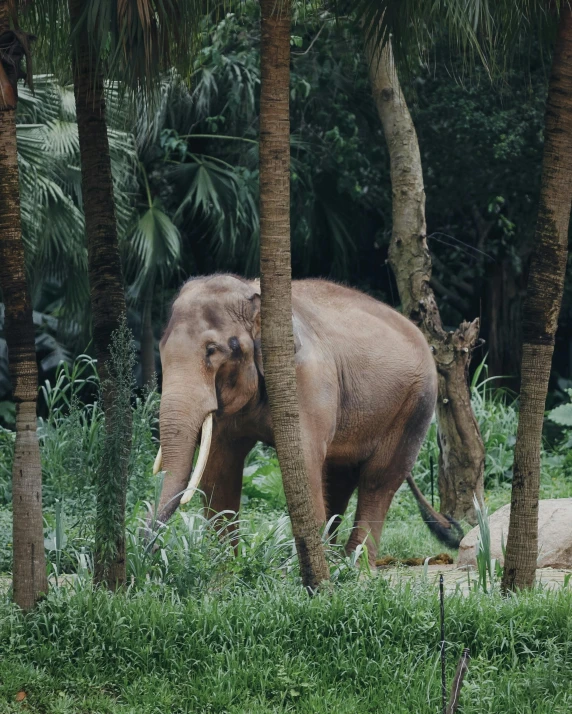 an elephant standing in some tall trees in the jungle