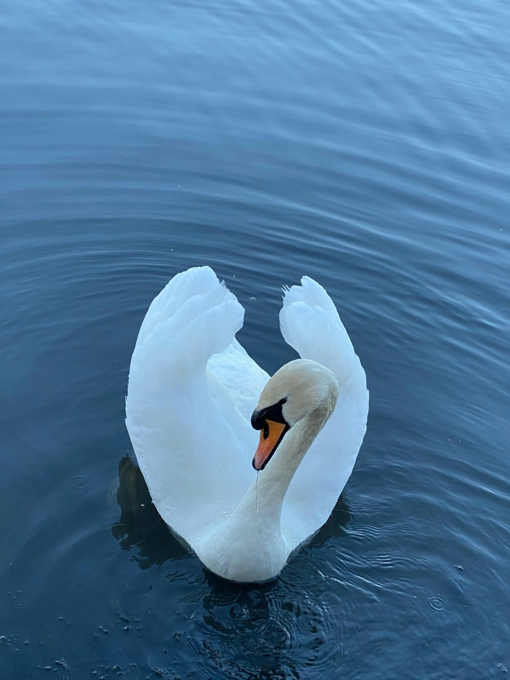 a swan in the water swimming towards the camera