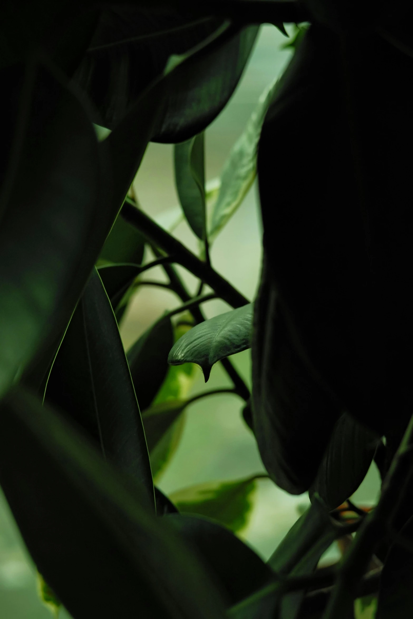 leaves of a plant in a pot with a blurry background