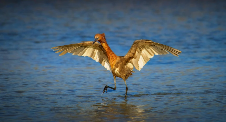 a bird spreads its wings while wading on water