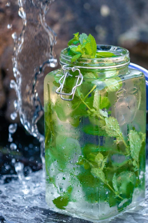 a cup of water with a bunch of mint sprigs