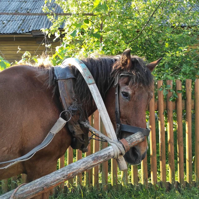 horse with wooden reins standing next to fence in shade