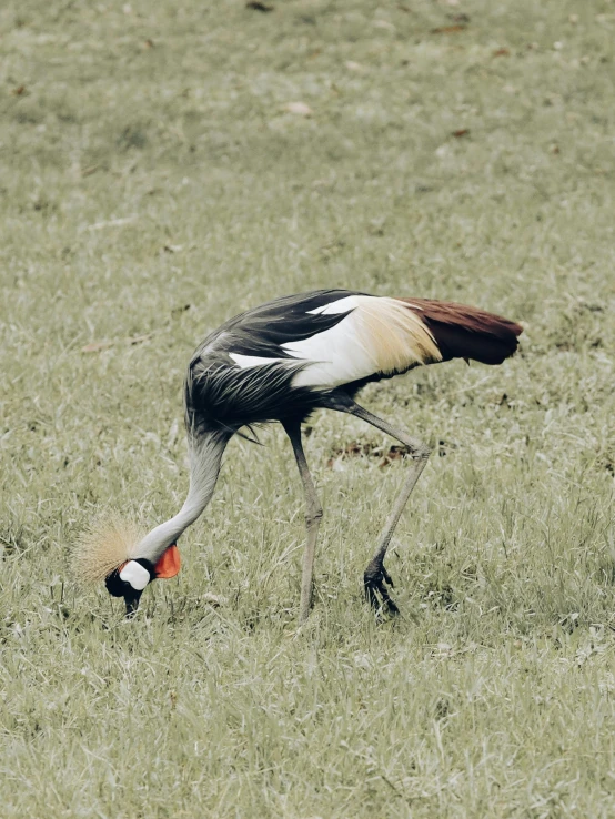 there is a crane walking in the tall grass