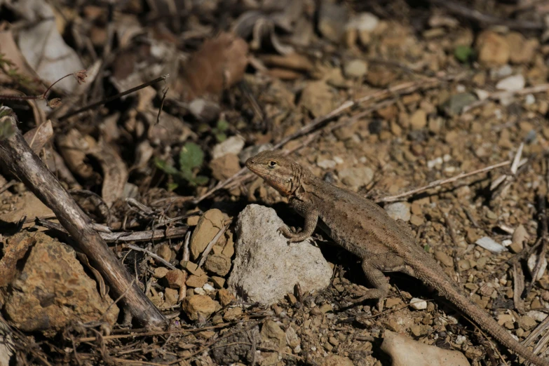 a lizard that is sitting in the dirt