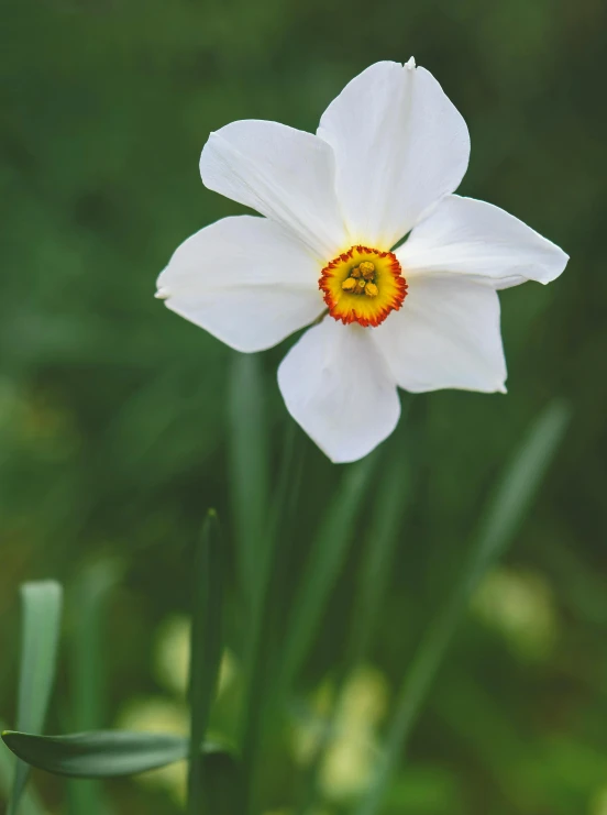 an opened flower that is in front of some grass