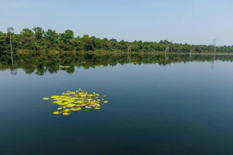 lily pads float on a still body of water