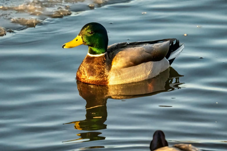 a duck that is swimming in the water