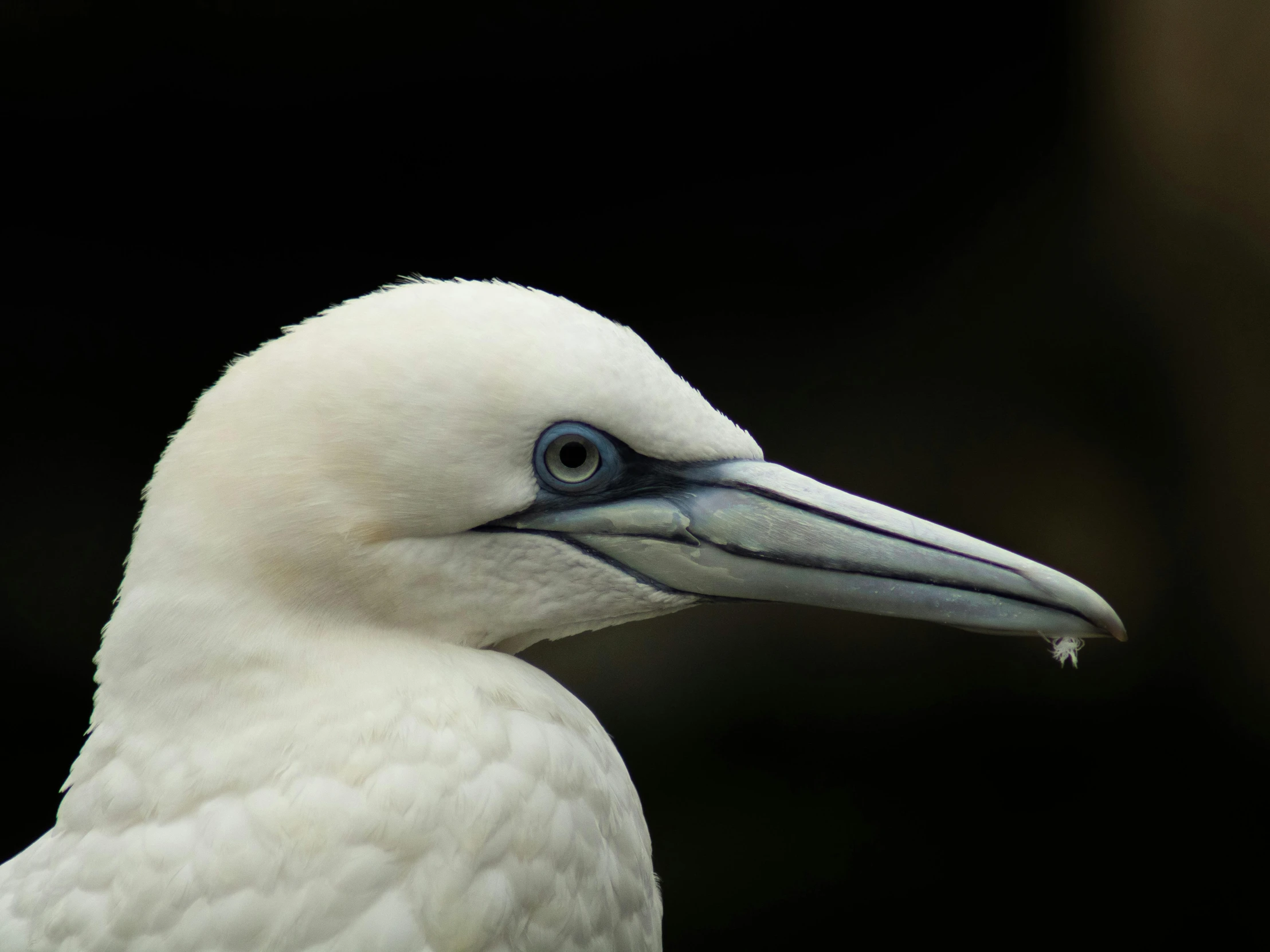 a bird has it's eyes open while looking down