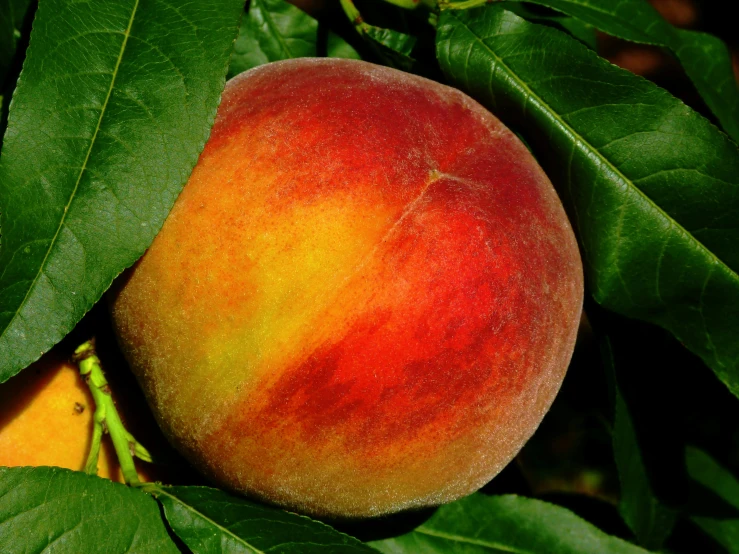 a ripe peach with a bright orange yellow hue