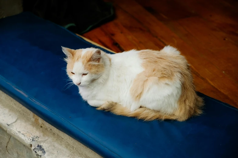a cat laying down on a blue pillow