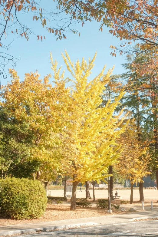 a fire hydrant near some small trees