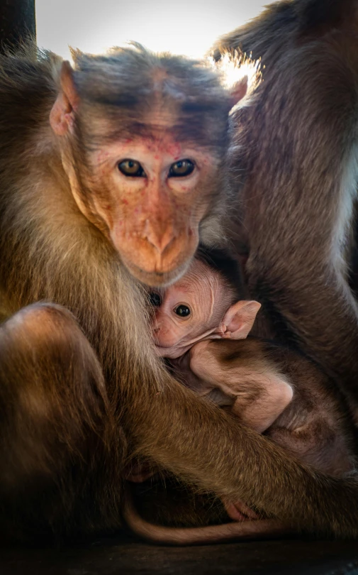 a monkey sits behind its baby as they cuddle