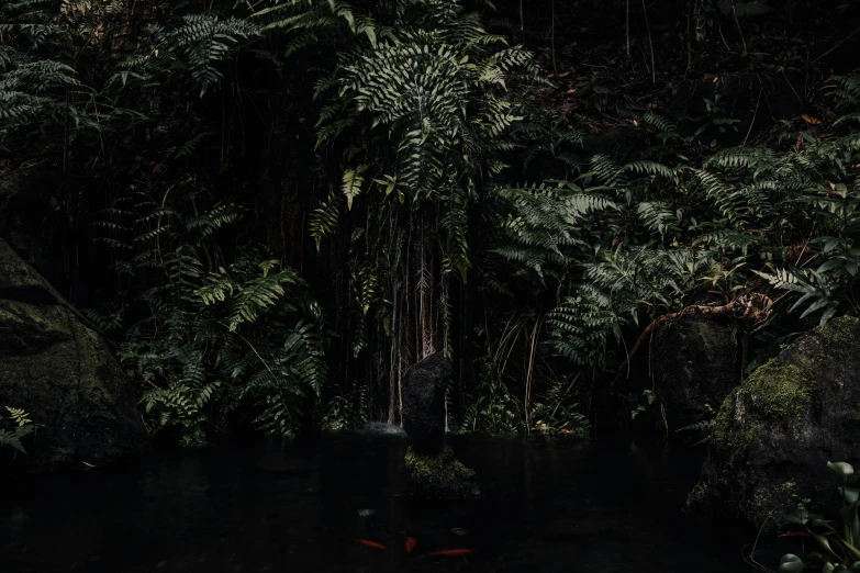 trees and plants grow next to a small river