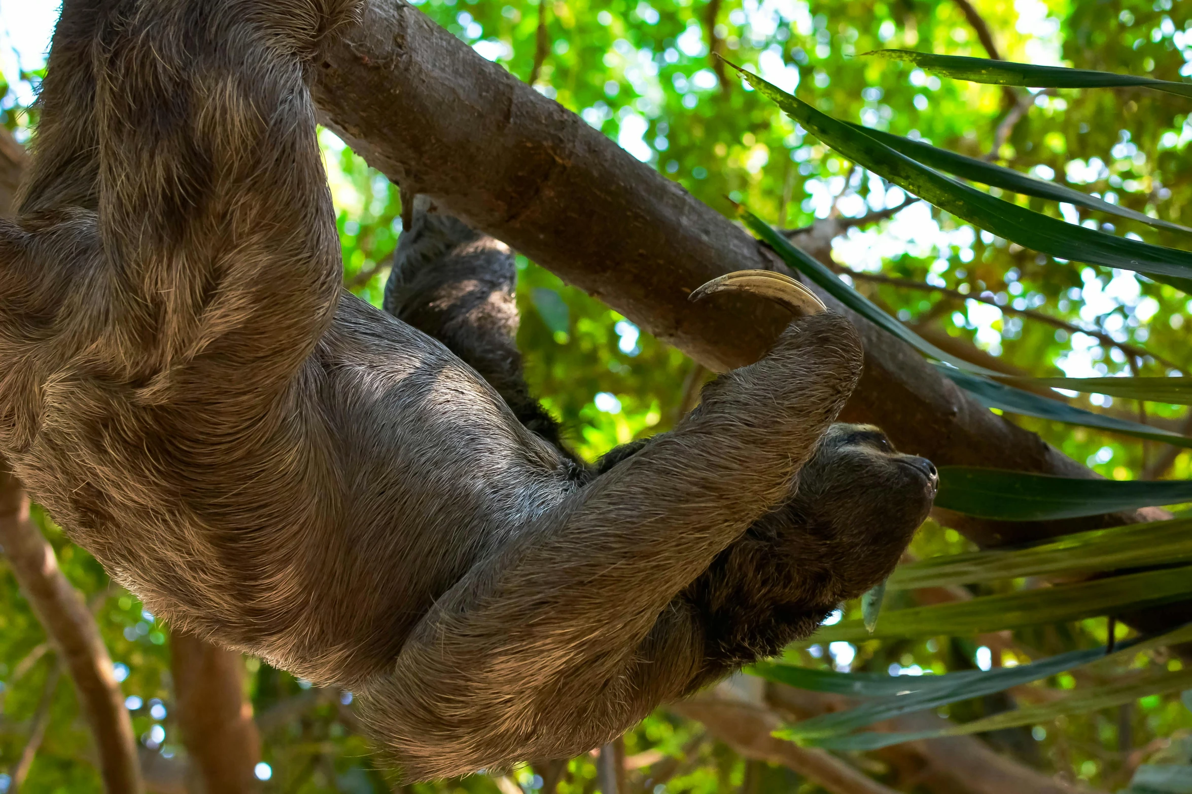 the sloth is hanging down from the tree nch