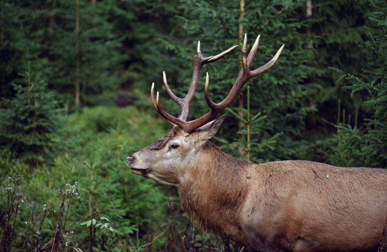 an elk is in a green and grassy area