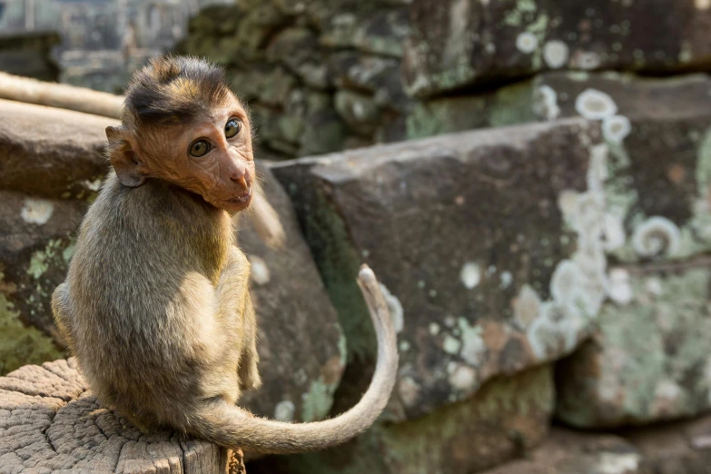 a monkey with big ears sitting on a rock