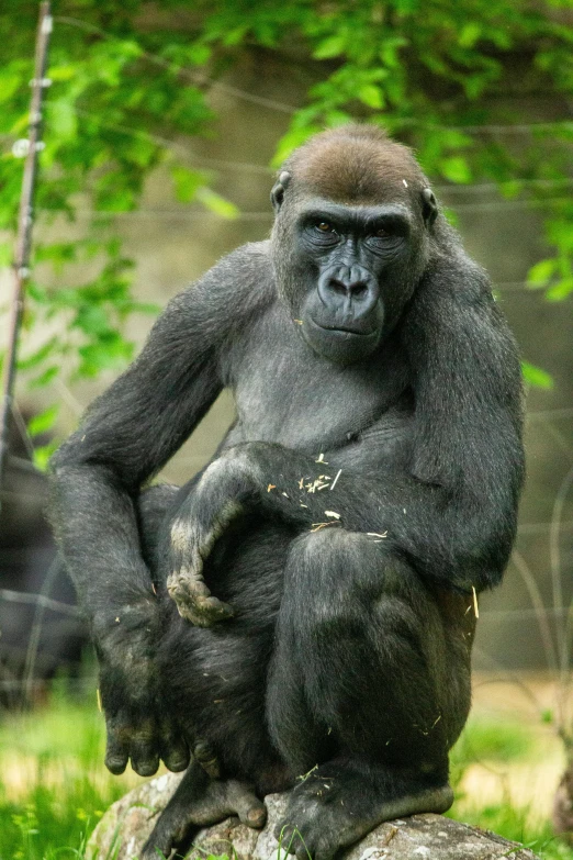 a gorilla sitting on a rock with trees in the background