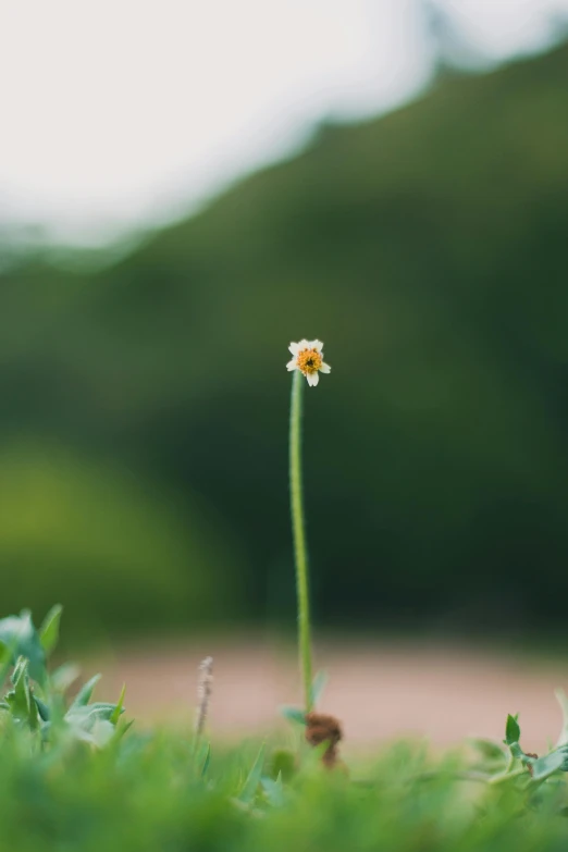 a single flower in a patch of grass