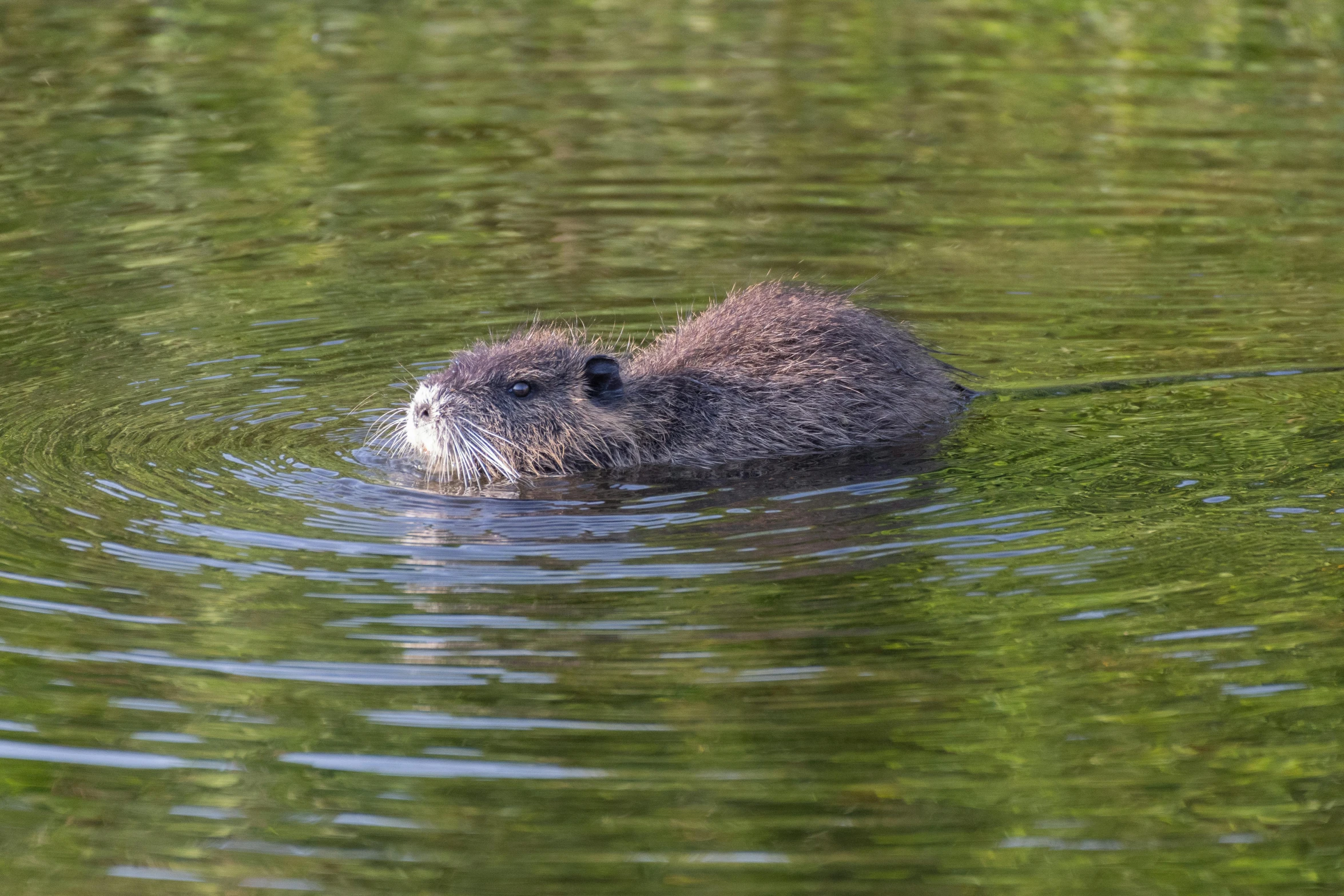 a beaver swims through a large pond