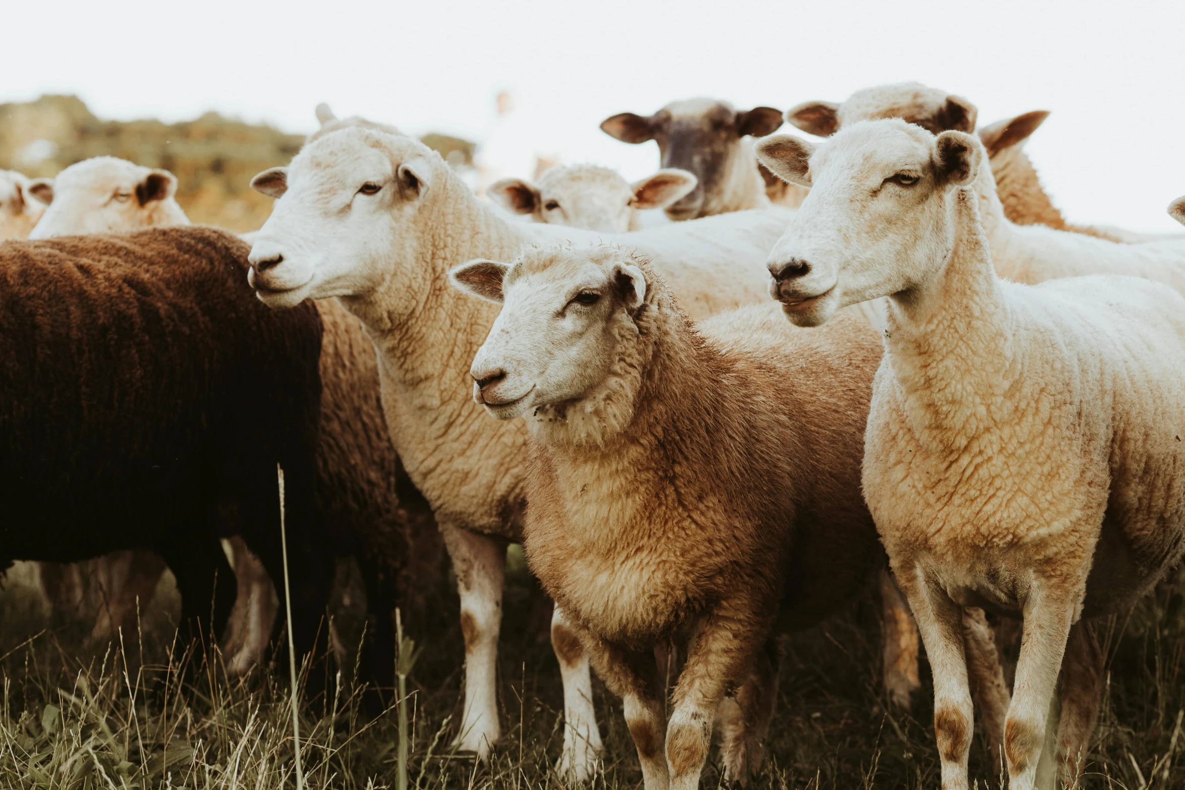 a herd of brown and white sheep standing on top of a lush green field