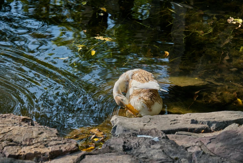 a dog that is swimming in some water