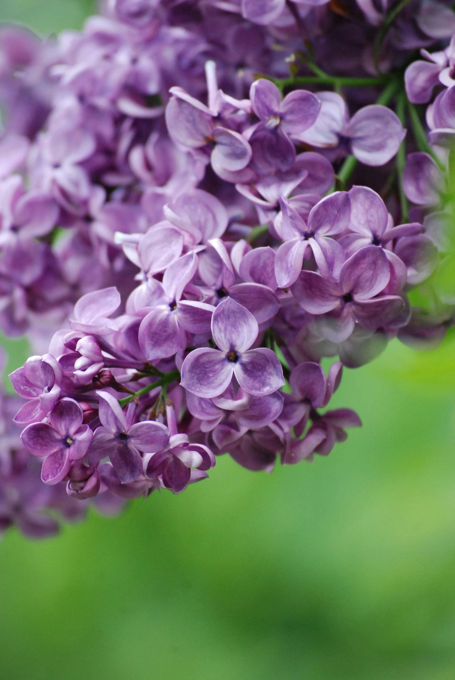 lilacs in bloom on a nch with green leaves