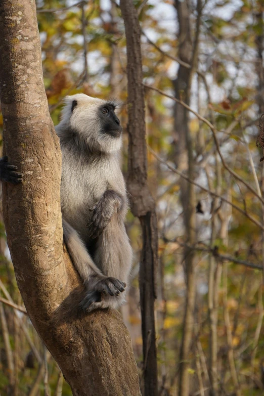 a large animal on top of a tree