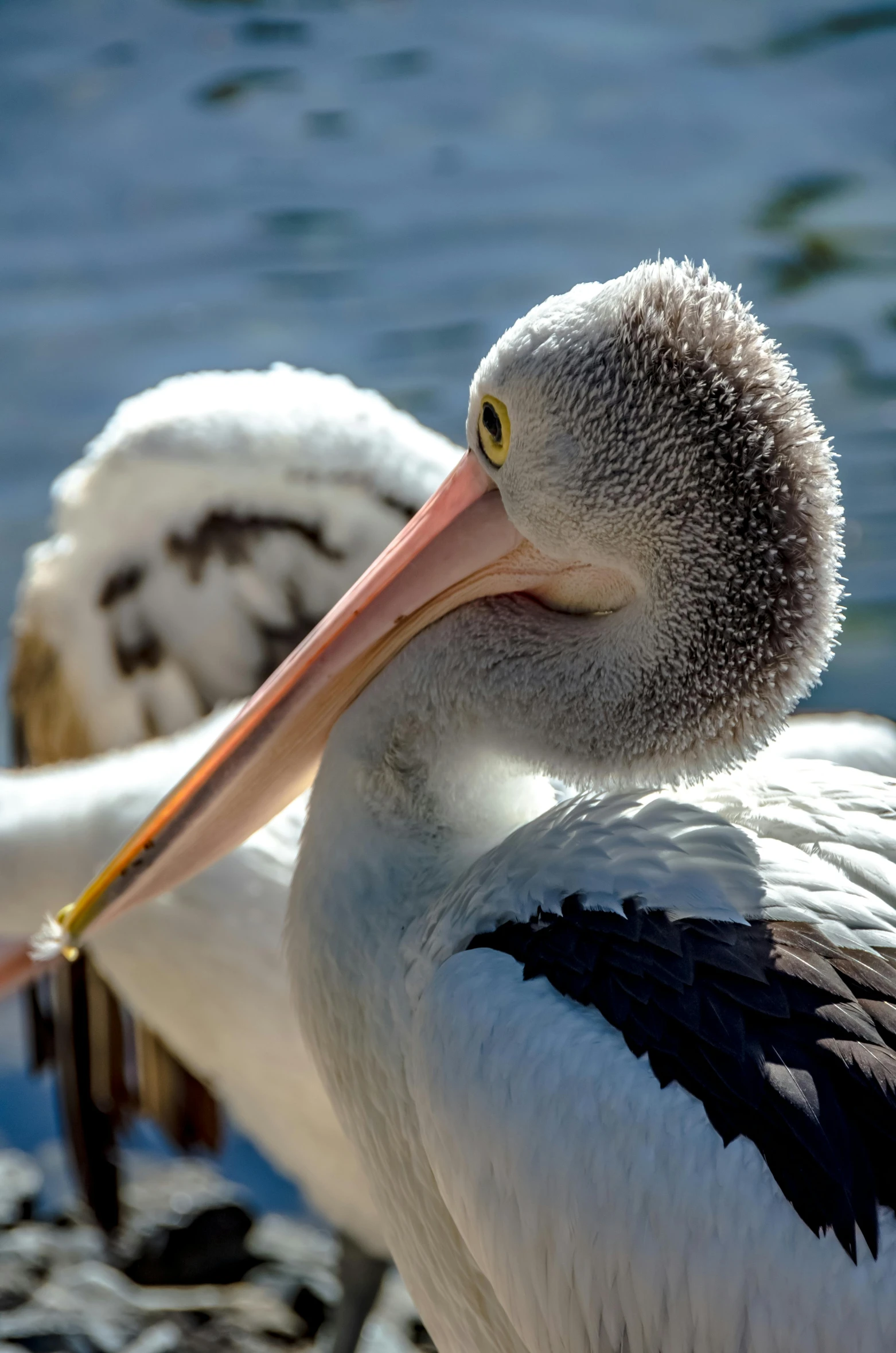 a big bird that is standing in the water