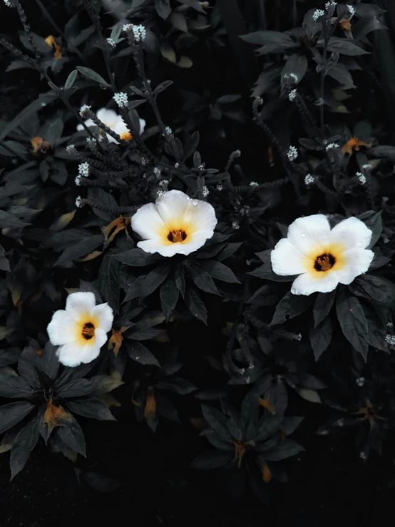 three white flowers with yellow centers grow among some black leaves