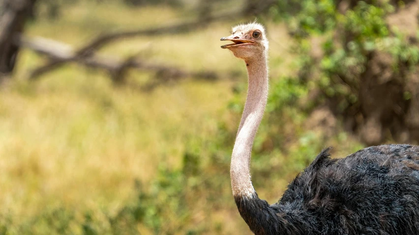 an emu in the brush near some trees