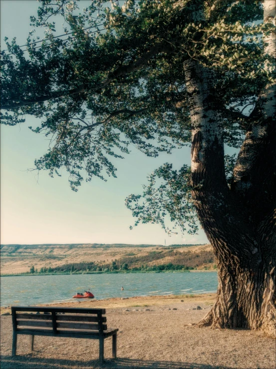 a bench under a tree next to the water